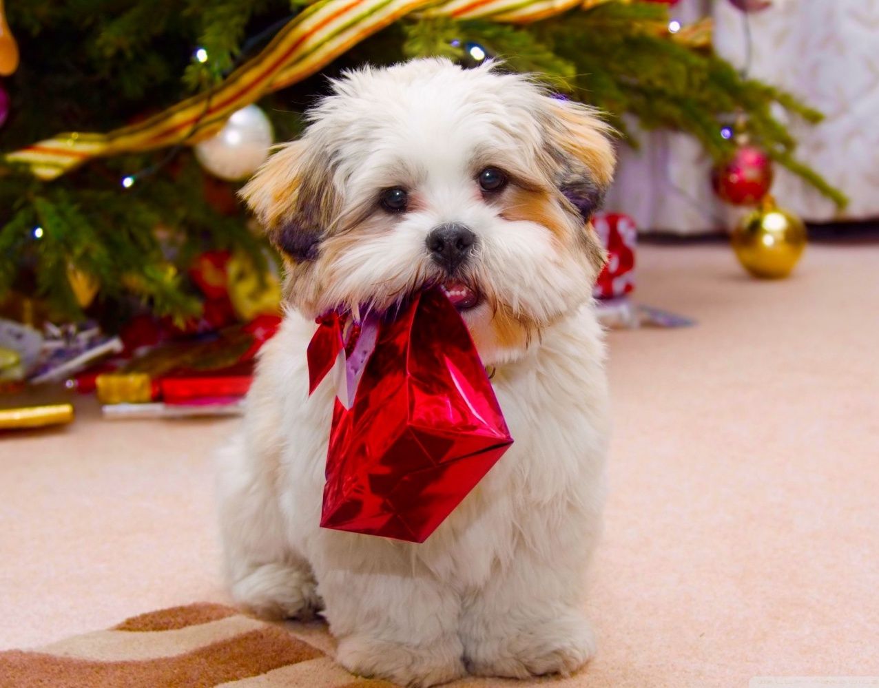 Whoopie! It’s Christmas Time!